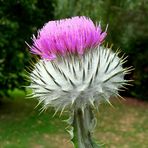 Thistle