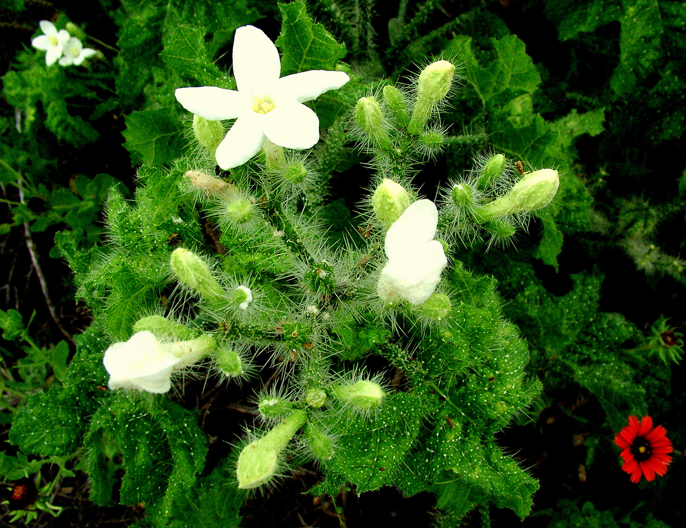 Thistle