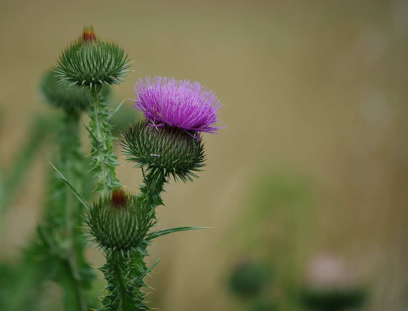 Thistle 