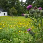 Thistle and House