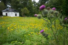 Thistle and House