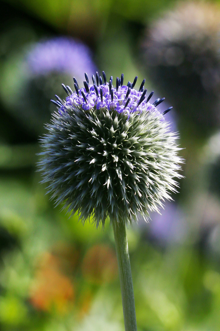 Thistle Blooming