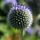 Thistle Blooming