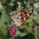 Thistle-Butterfly