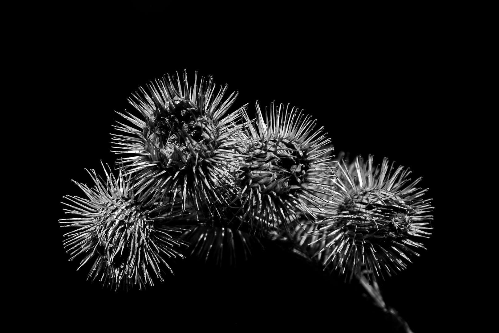 Thistle - Distel