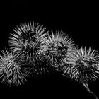 Thistle - Distel