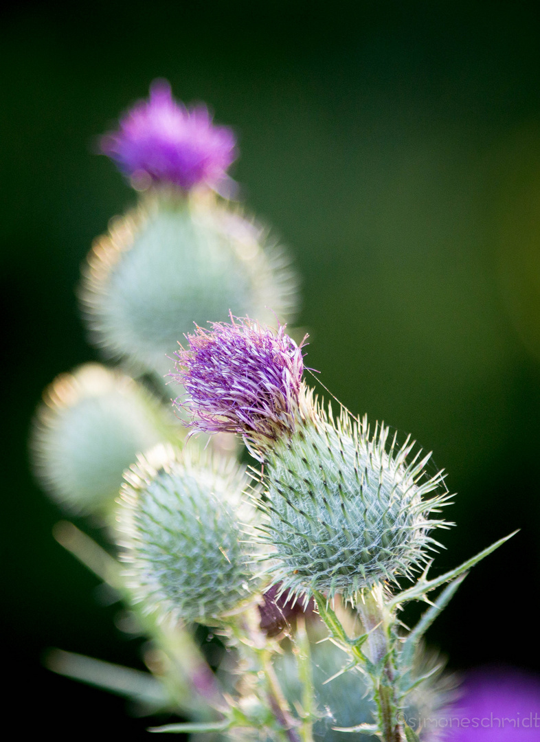 Thistle.