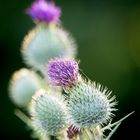 Thistle.