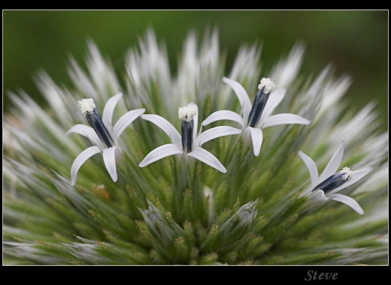 Thistle