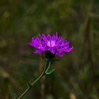 Thistle Flower