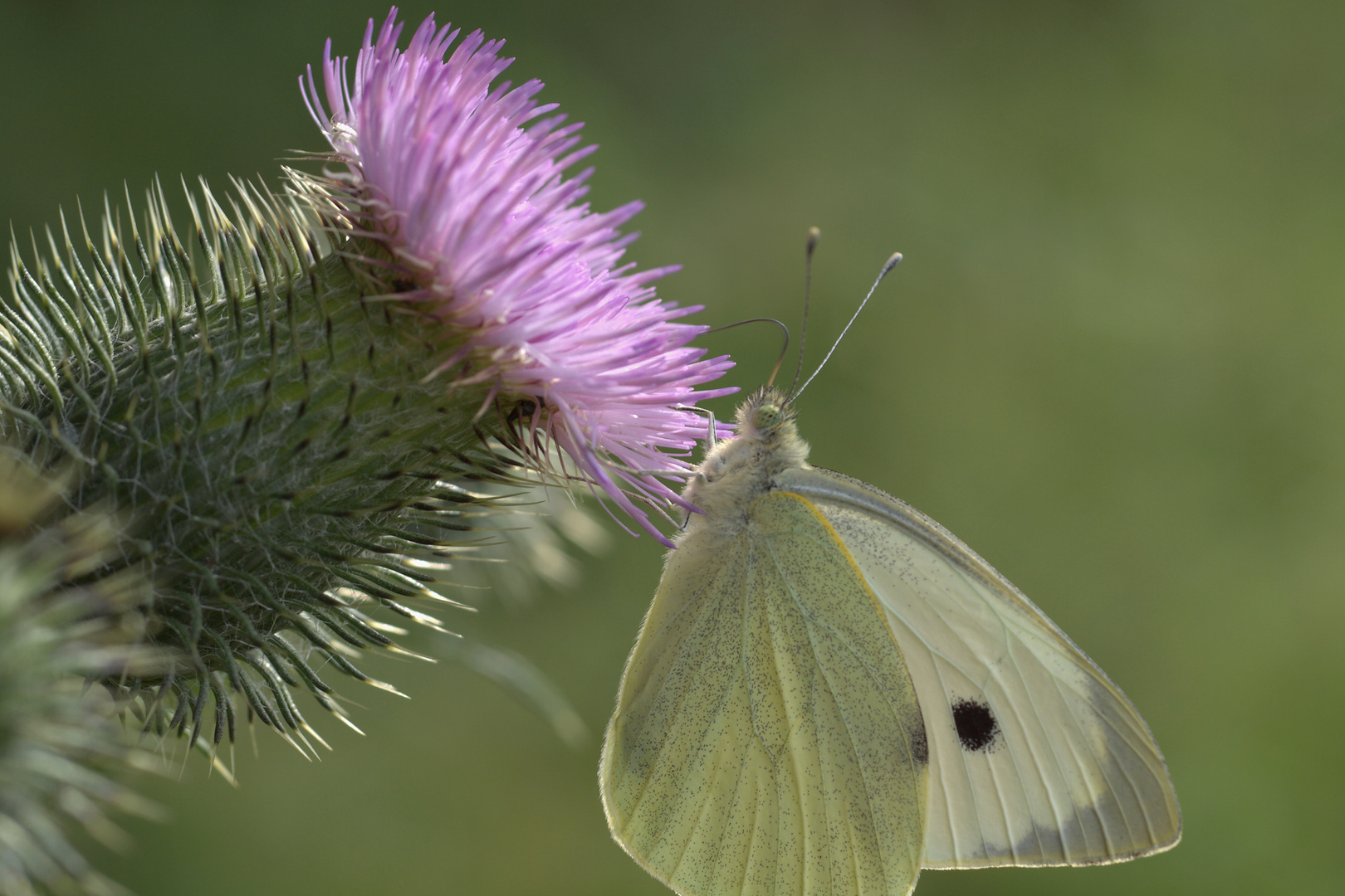 Thistle Folder :-)