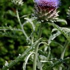 thistle -- in farbe -- und bunt