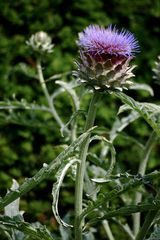 thistle -- in farbe -- und bunt