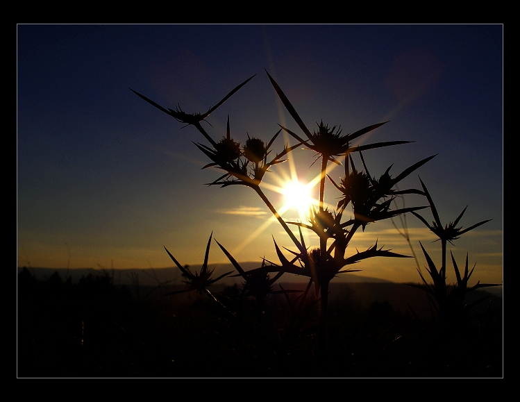 thistle in sunset