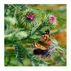 thistle meets butterfly (I)
