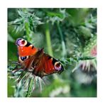 thistle meets butterfly (II)