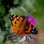 thistle meets butterfly (III)