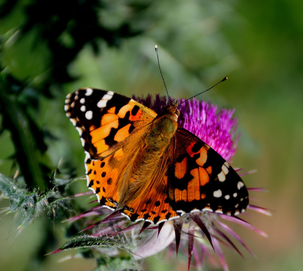 thistle meets butterfly (III)