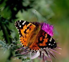 thistle meets butterfly (III)