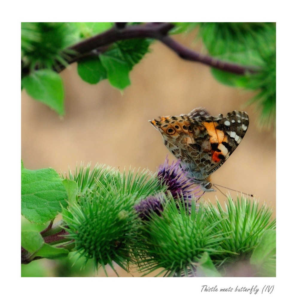 thistle meets butterfly (IV)