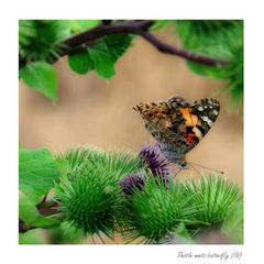 thistle meets butterfly (IV)