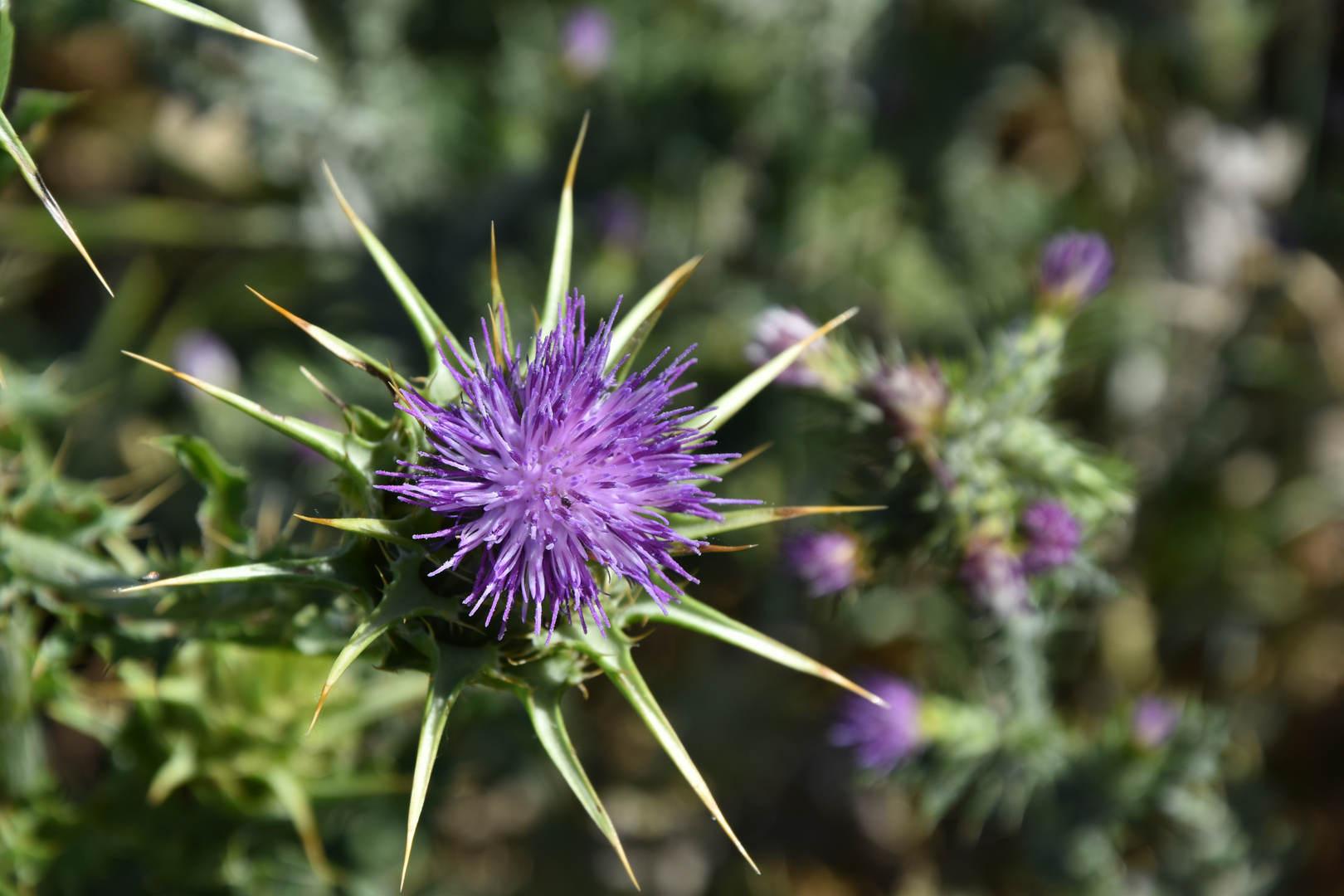 Thistle new