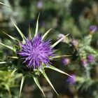 Thistle new