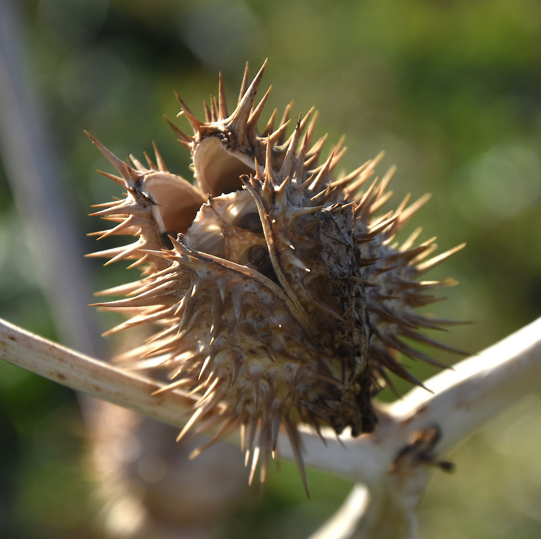 Thistle singer