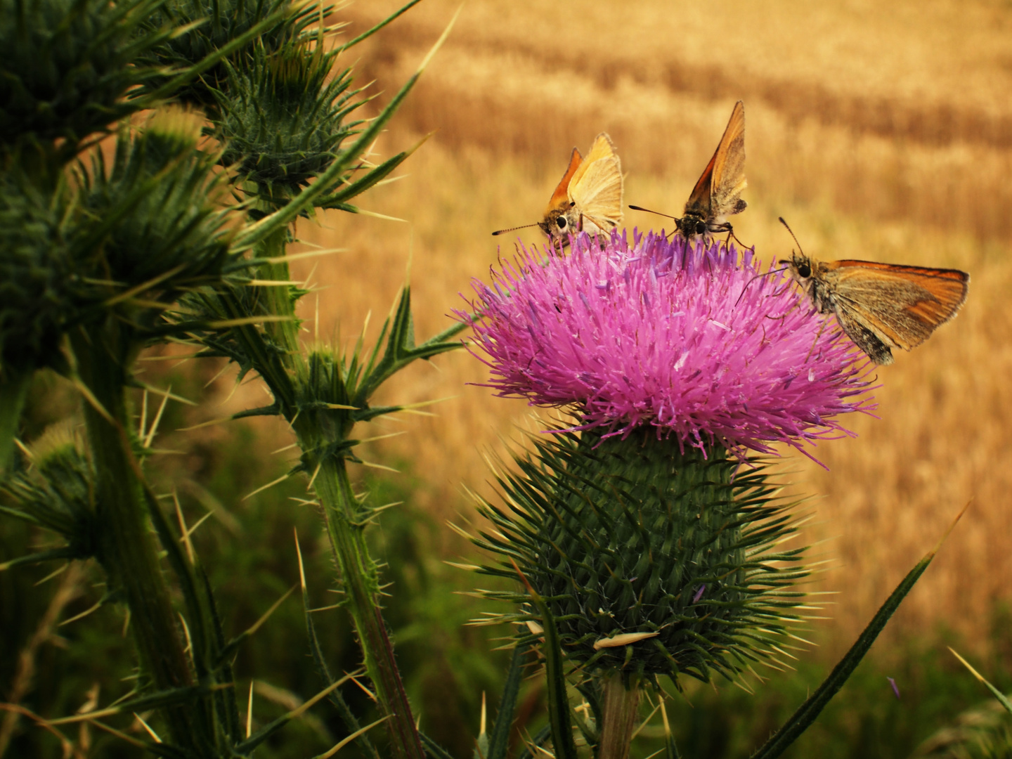 Thistle with Butterflies