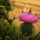 Thistle with Butterflies