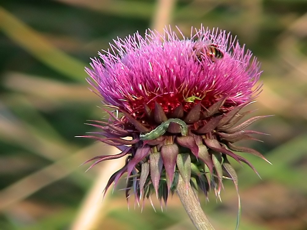 thistle with guests.