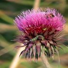 thistle with guests.