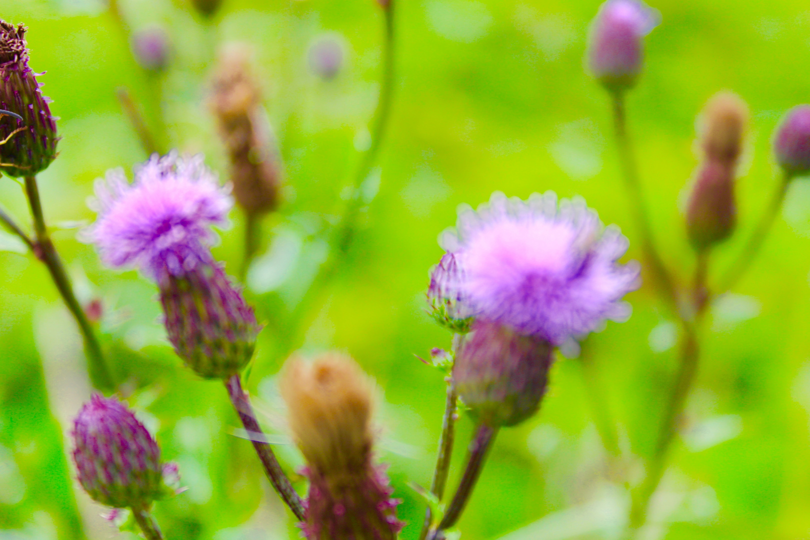 Thistles