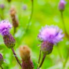 Thistles