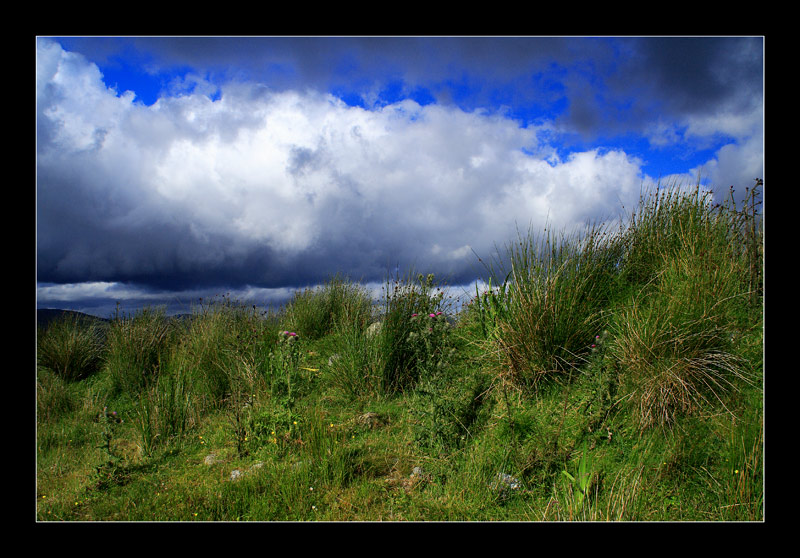 Thistles and Rushes