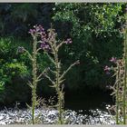 thistles beside the river coquet at barrowburn