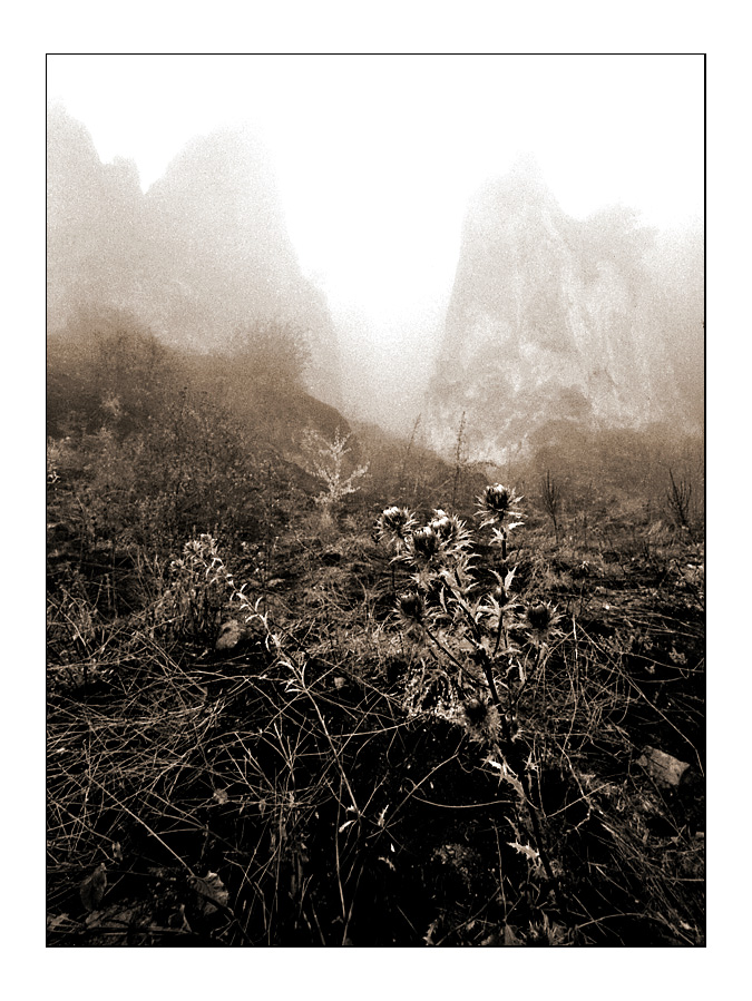 Thistles in the fog