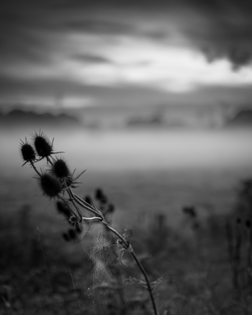 Thistles in the mist