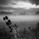 Thistles in the mist