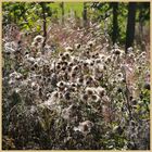 thistles near druridge bay