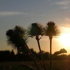 thistles with the sun