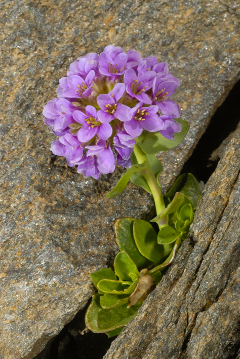 Thlaspi rotundifolium