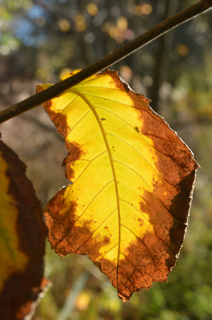 Tho colors of autumn