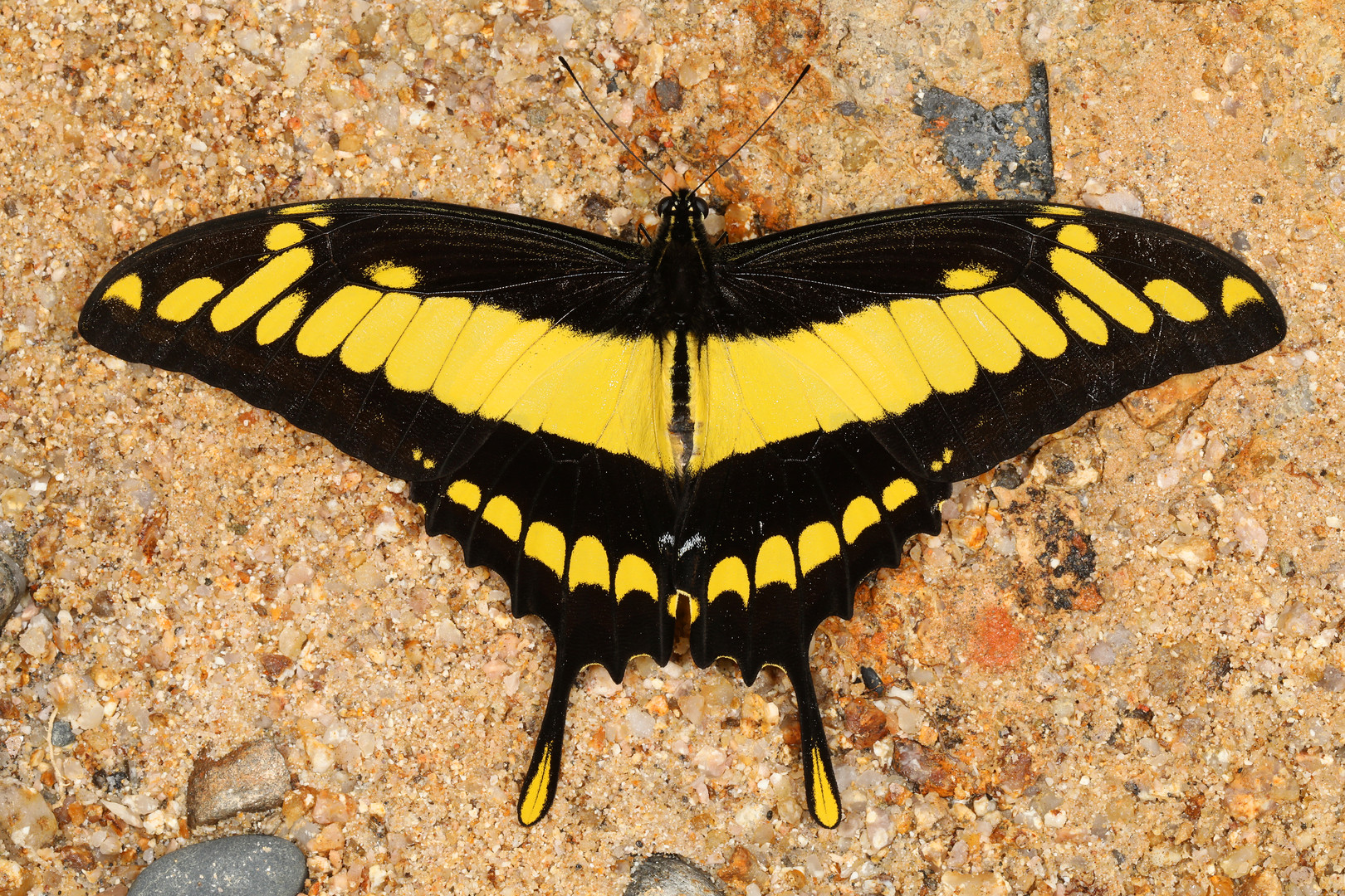 Thoas Swallowtail