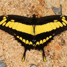 Thoas Swallowtail