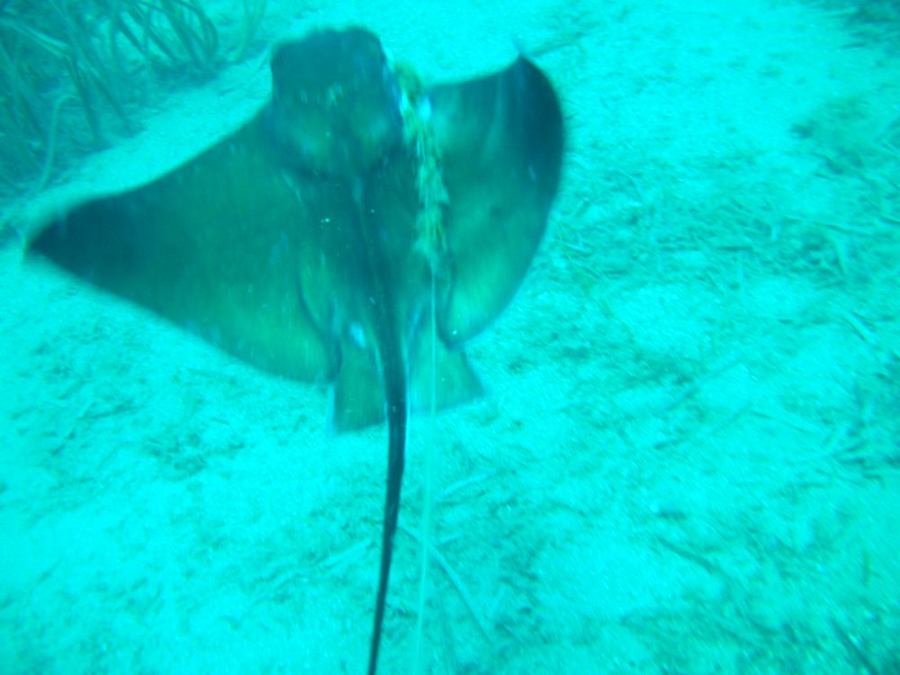 Thoback ray