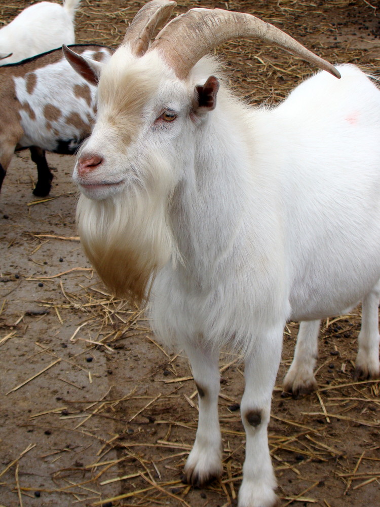 Thomas D., der Ziegenbock mit Hippenbart