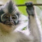 Thomas-Langur