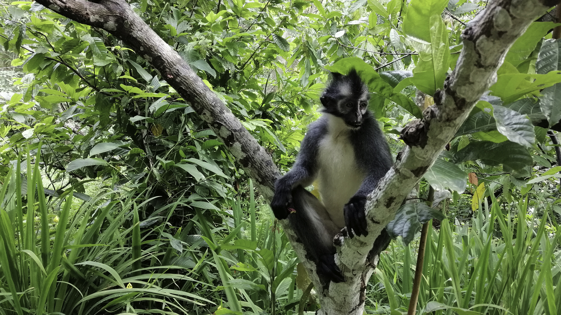 “Thomas Leaf Monkey”