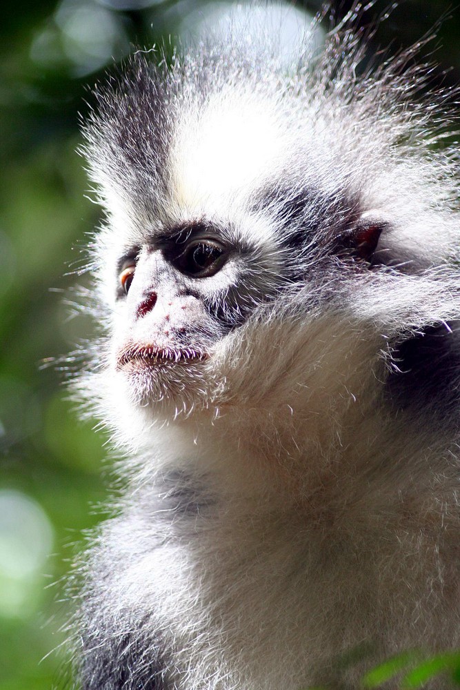 Thomas leaf monkey, Bukit Lawang Sumatra